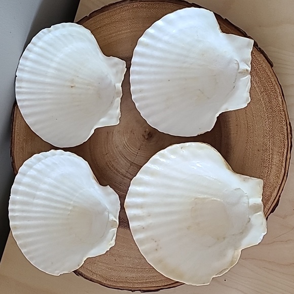 Appetizer vintage shells (set of 4) - Picture 3 of 5